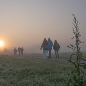 Dauwtrappen | Volwassenen